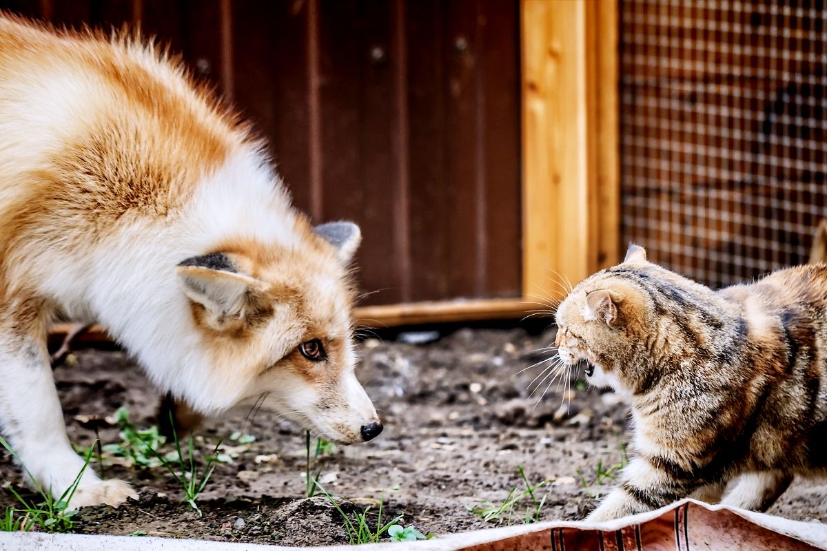 Will Fox Eat Cats? A Fun Question for Your Next Meeting