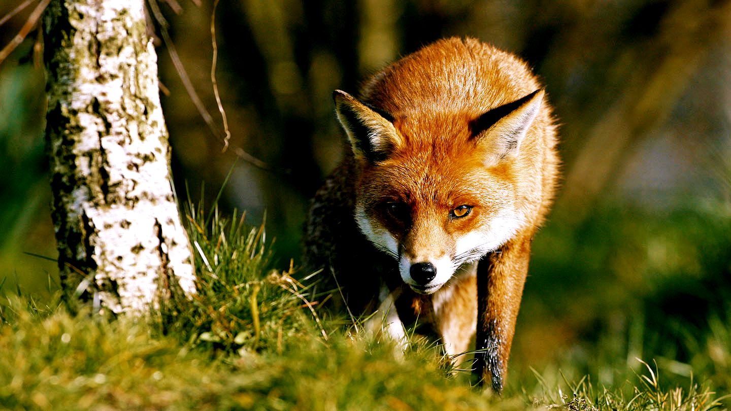 What Foxes Eat: The Complete List of What They EAT