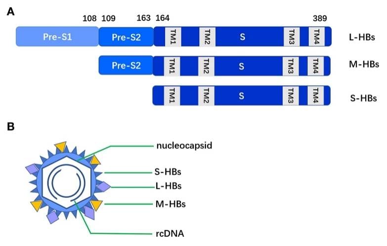 Hepatitis B Research Tools with High Performance HBV Surface Antigen L-Proteins