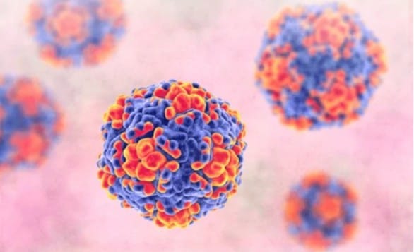 Enterovirus Mouse Model to Accelerate Drug and Vaccine Development