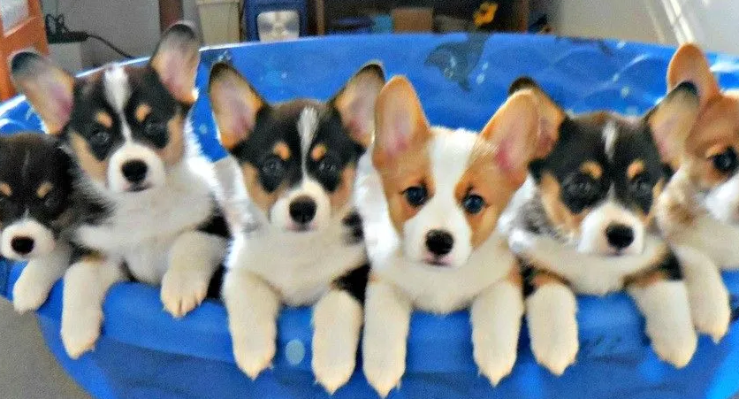 Understanding the Cost of Corgi Puppies and Exploring Cardigan Welsh Corgi for Sale at FM Corgi