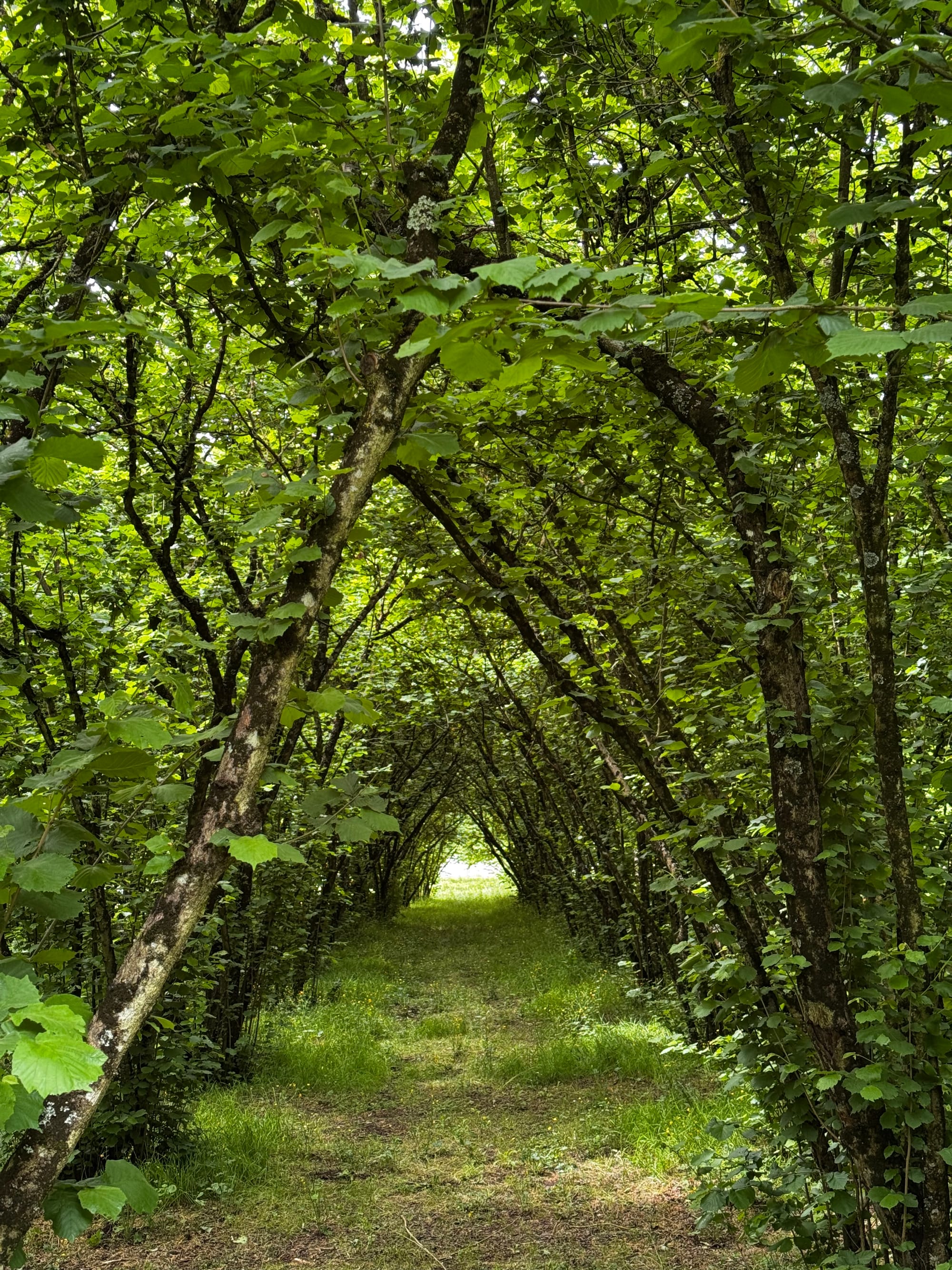 Devátý den v lískách s liškami