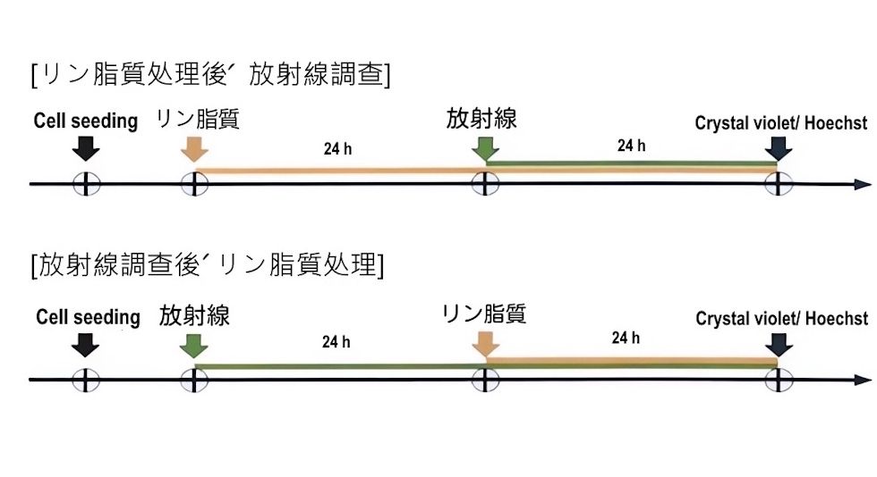 ホチェ複合リン脂質、放射線被ばく非臨床試験で生存率を50％向上