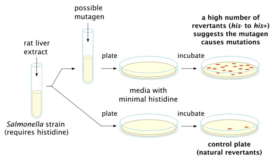 Advanced Bacterial Reverse Mutation Test (Ames) Service to Accelerate Medical Device Safety Assessment