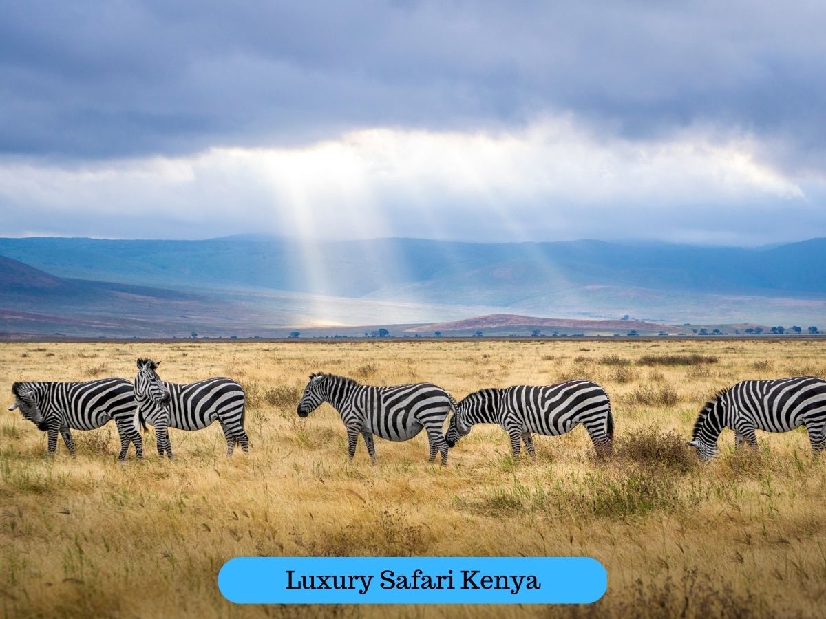 Wildlife In Africa: Animals You Might See On a Safari