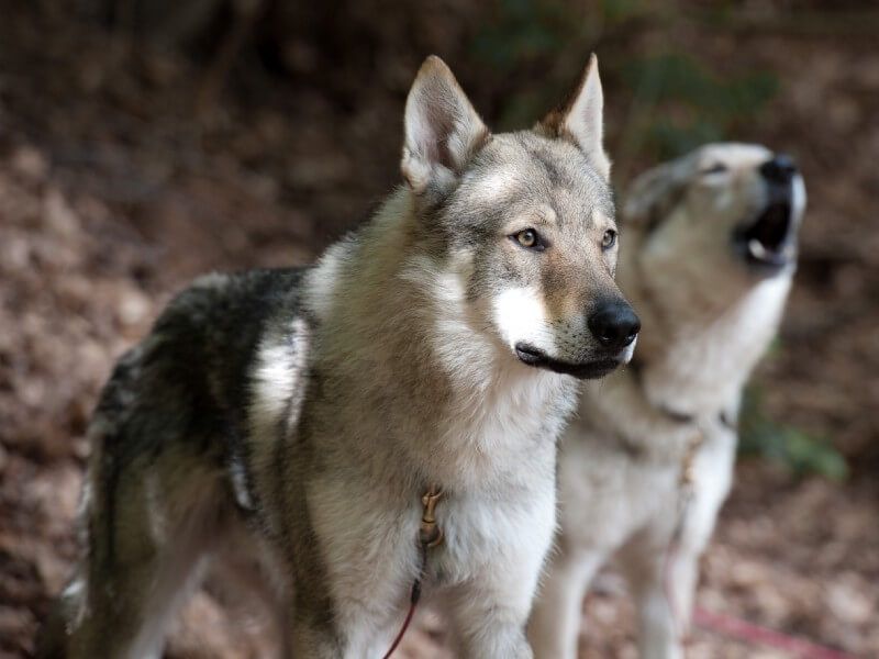 Perro lobo checoslovaco normal