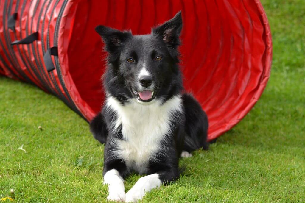 border collie agility