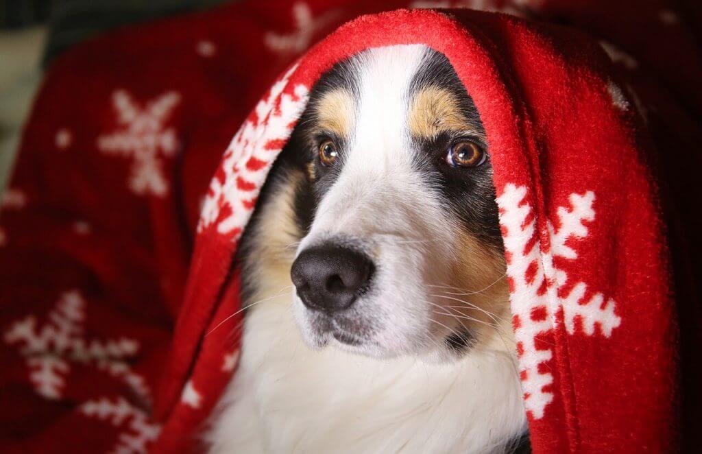 border collie en casa
