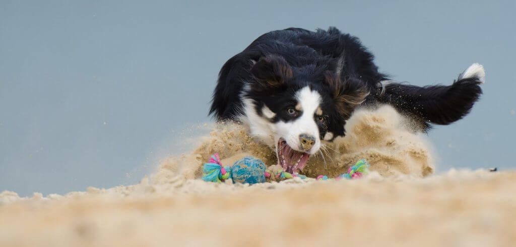 cachorro border collie