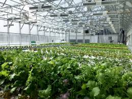 Commercial Greenhouse Market Dynamics: Opportunities in Precision and Vertical Farming