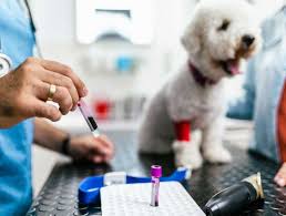 Companion Animal Diagnostics Market Set for Strong Growth Amid Rising Pet Healthcare Awareness
