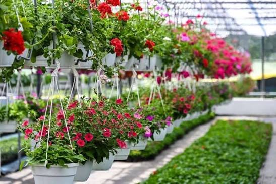 Floriculture Market: Growing Trends Shaping the Future of the Global Flower Industry
