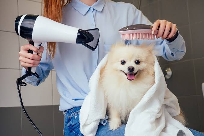 Pet Grooming Service Market Growth Driven by Rising Pet Humanization Tren