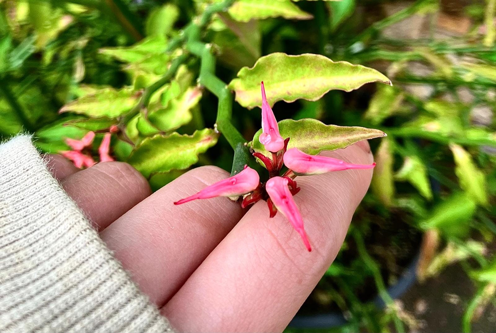 Where Perception Dances: The Birds Woven in Nature’s Tapestry