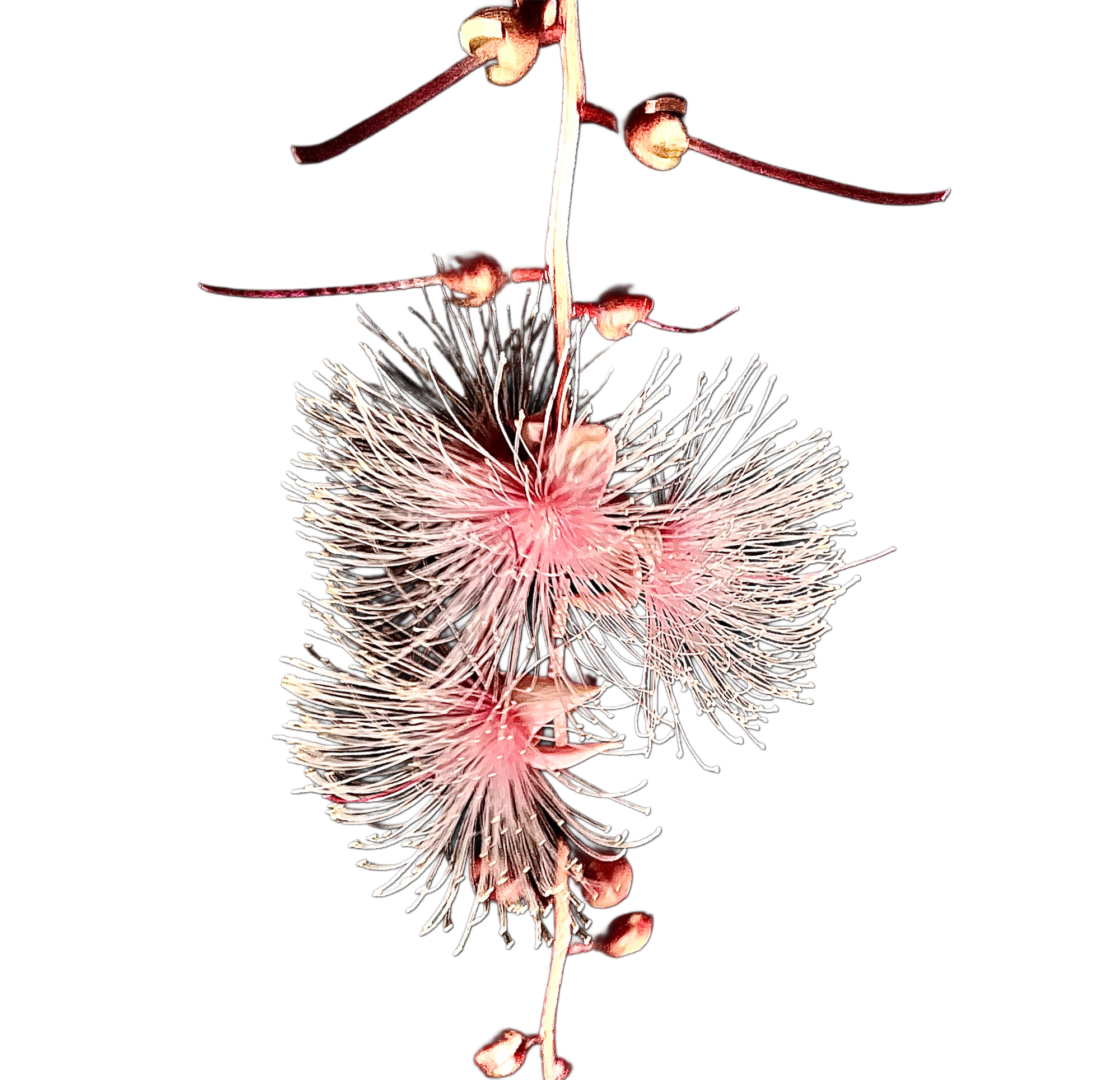 S U O D E : LATENT FLUX