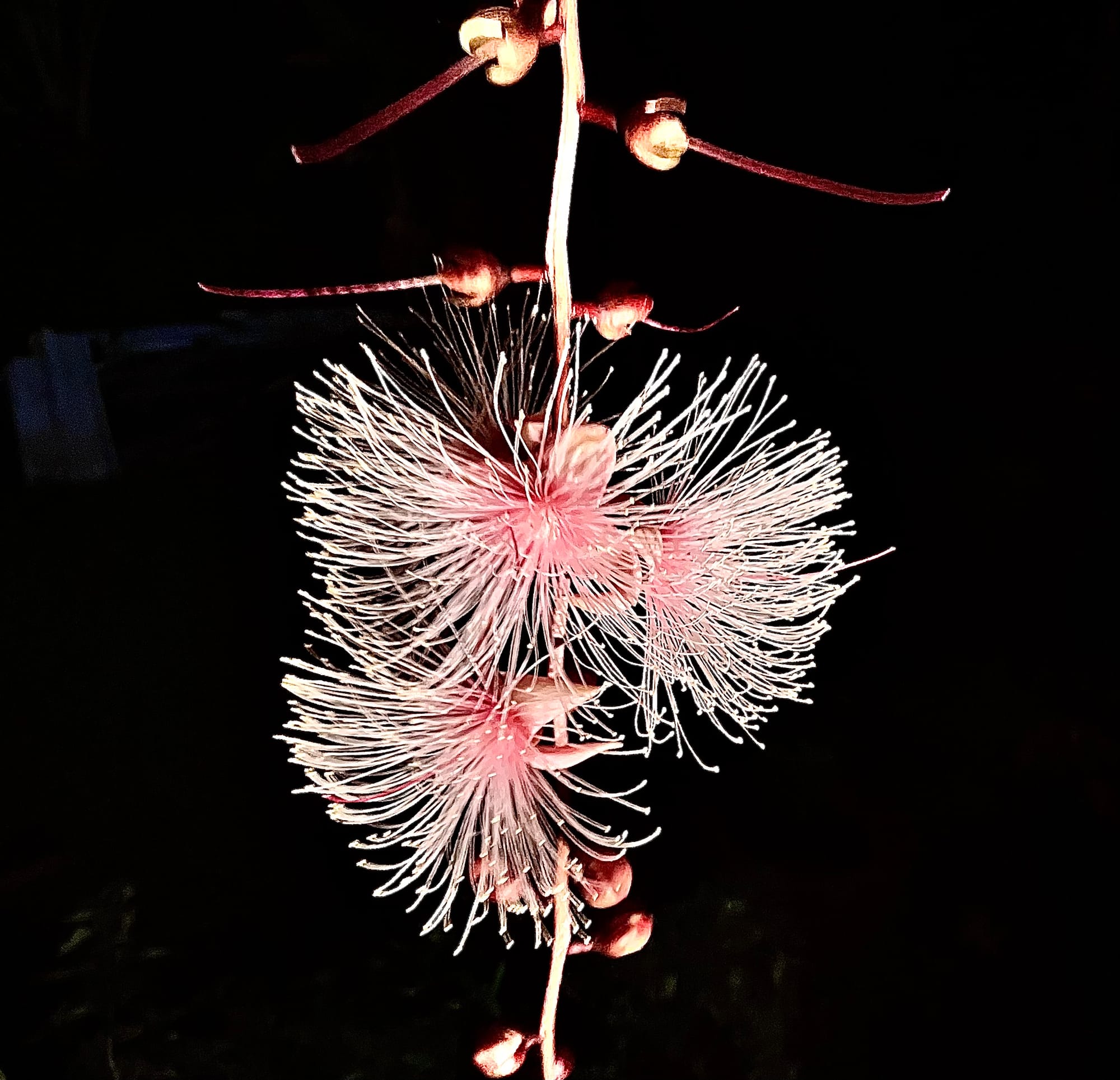 S U O D E's Symbol: Barringtonia and Inner Evolution