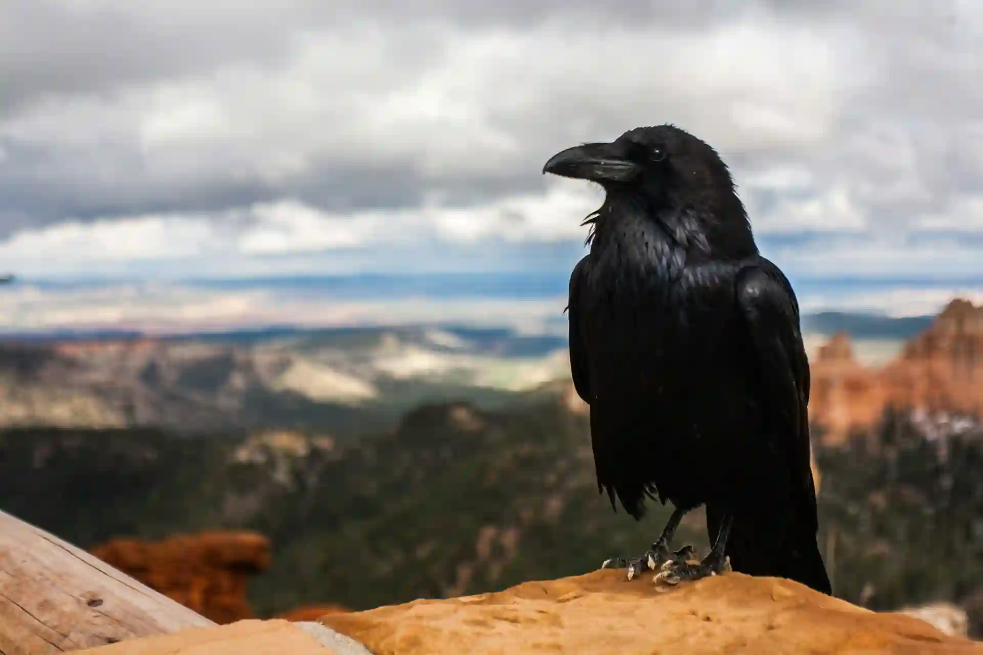 Un cuervo sobre un paisaje montañoso nublado descansando tras entregar una poción