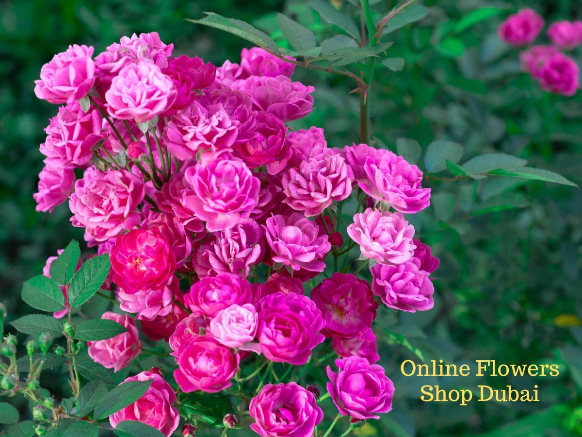 7 Useful Tips to Keep Your Flowers Fresh Longer this Summer