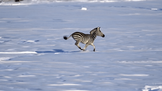 Zebra running in the snow