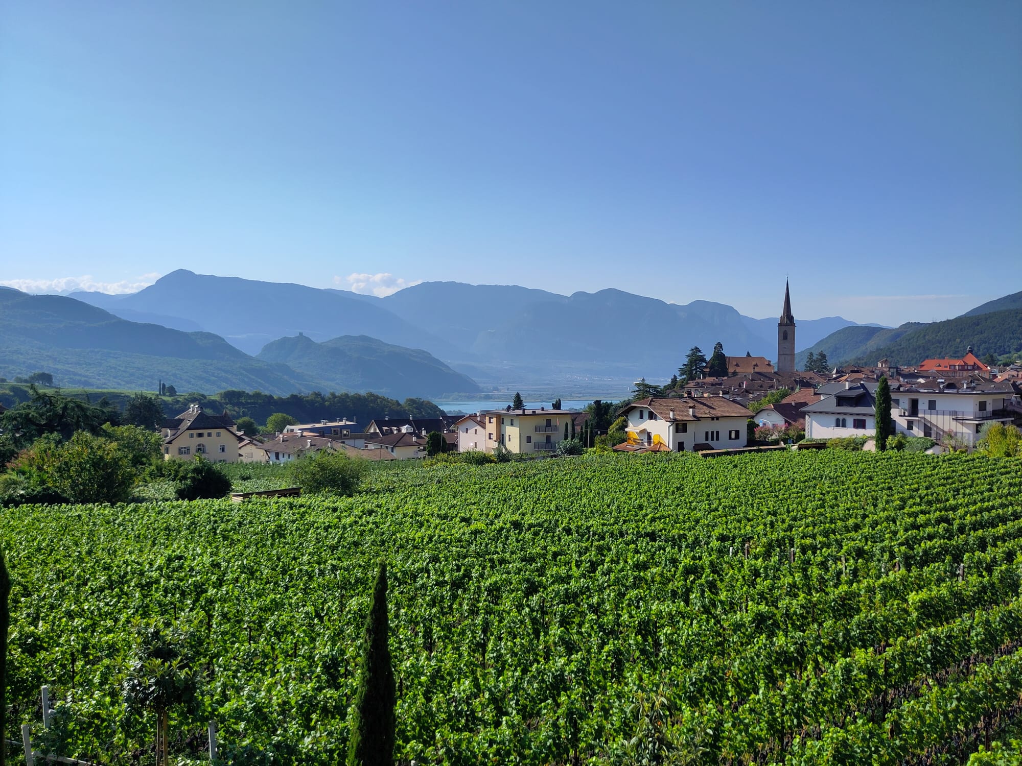 Blick auf grüne Weinreben in Reihen im Vordergrund. Dahinter Häuser und Kirchturm von Kaltern (Dorf) und einen kleinen Teil des Kalterer Sees.