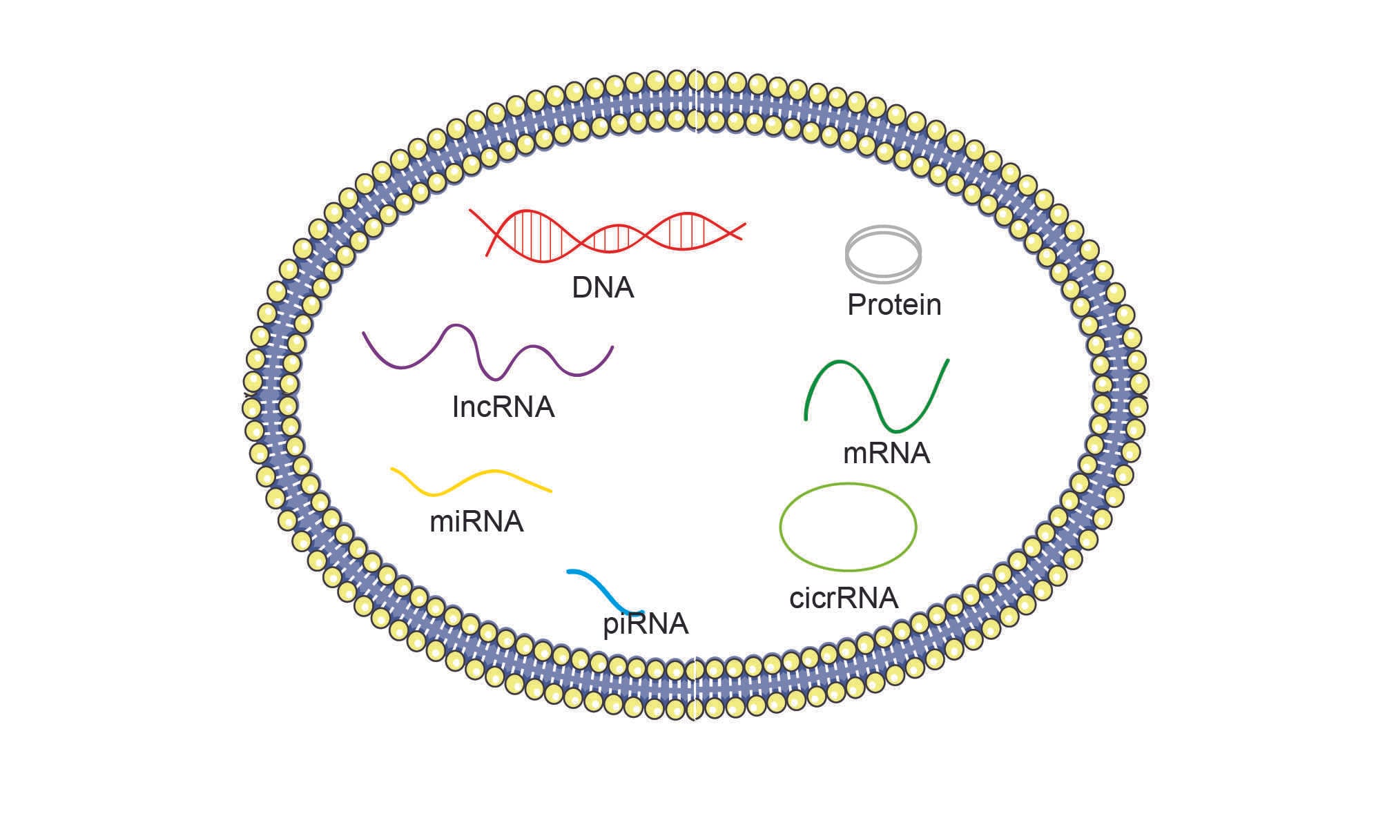 Comprehensive Solutions for Exosome DNA & RNA Isolation