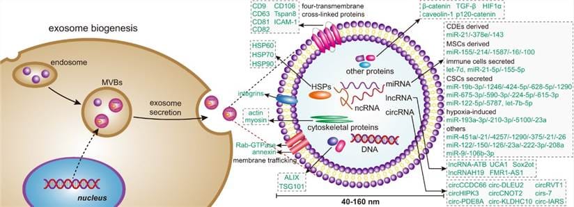New Exosome Identification (WB Marker) Products to Simplify Exosome Research
