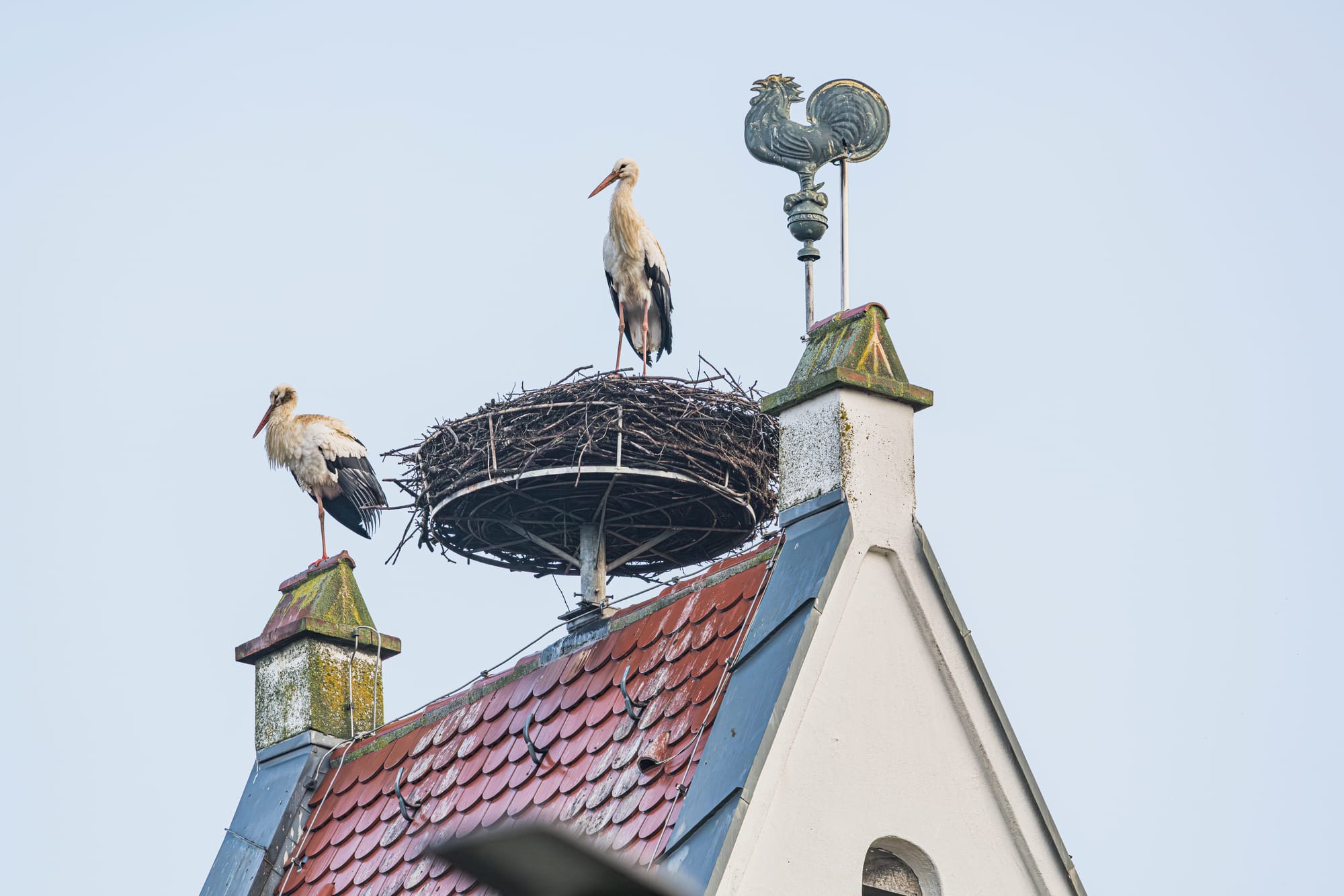 Das Symboltier Langenaus