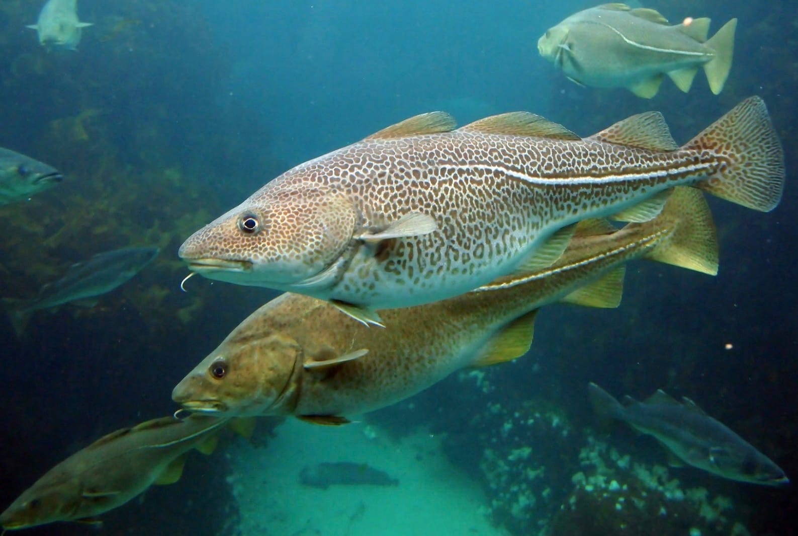 Der Ostsee-Dorsch – verloren