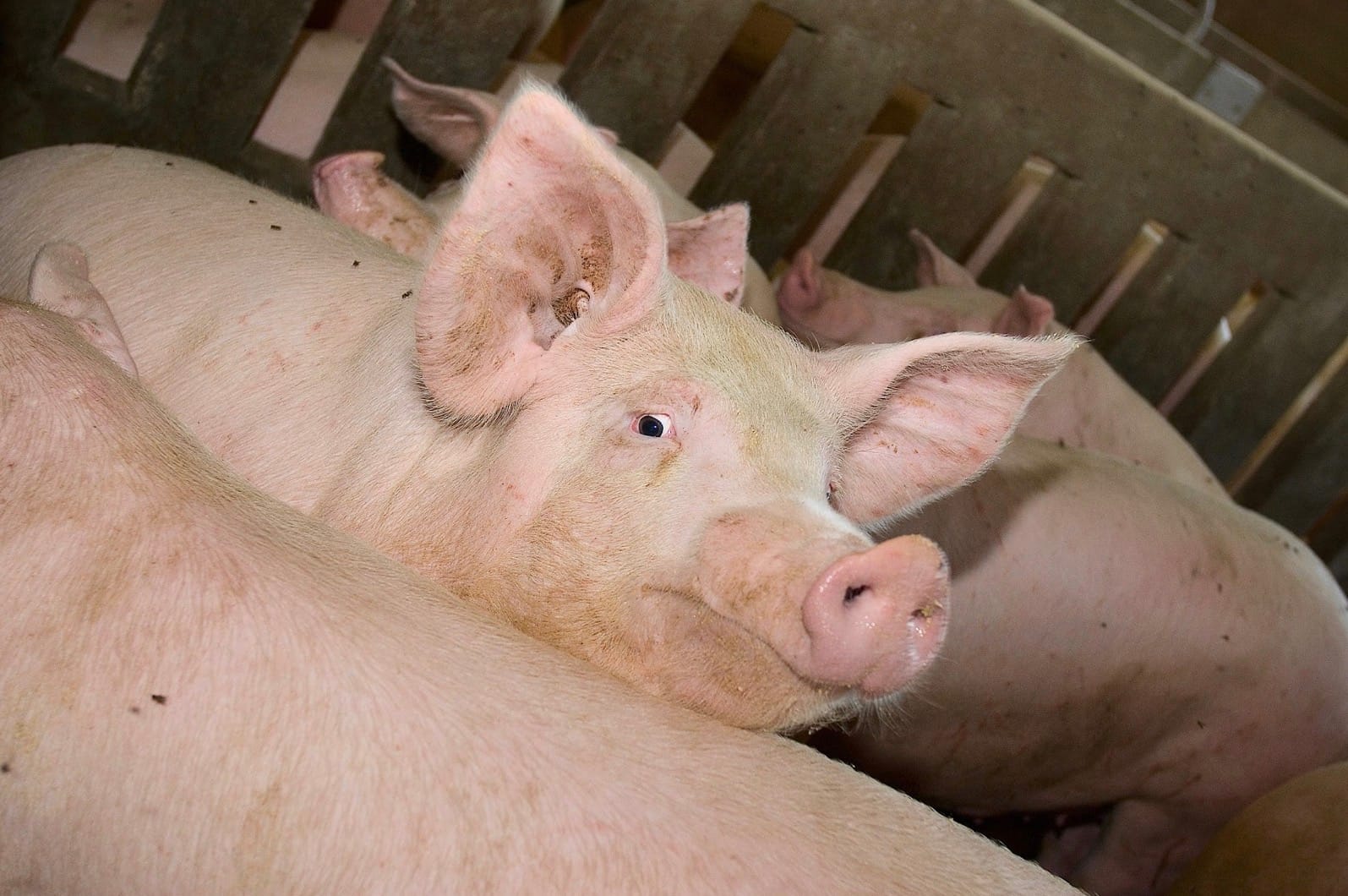 Denk zwei mal, bevor du einmal probierst