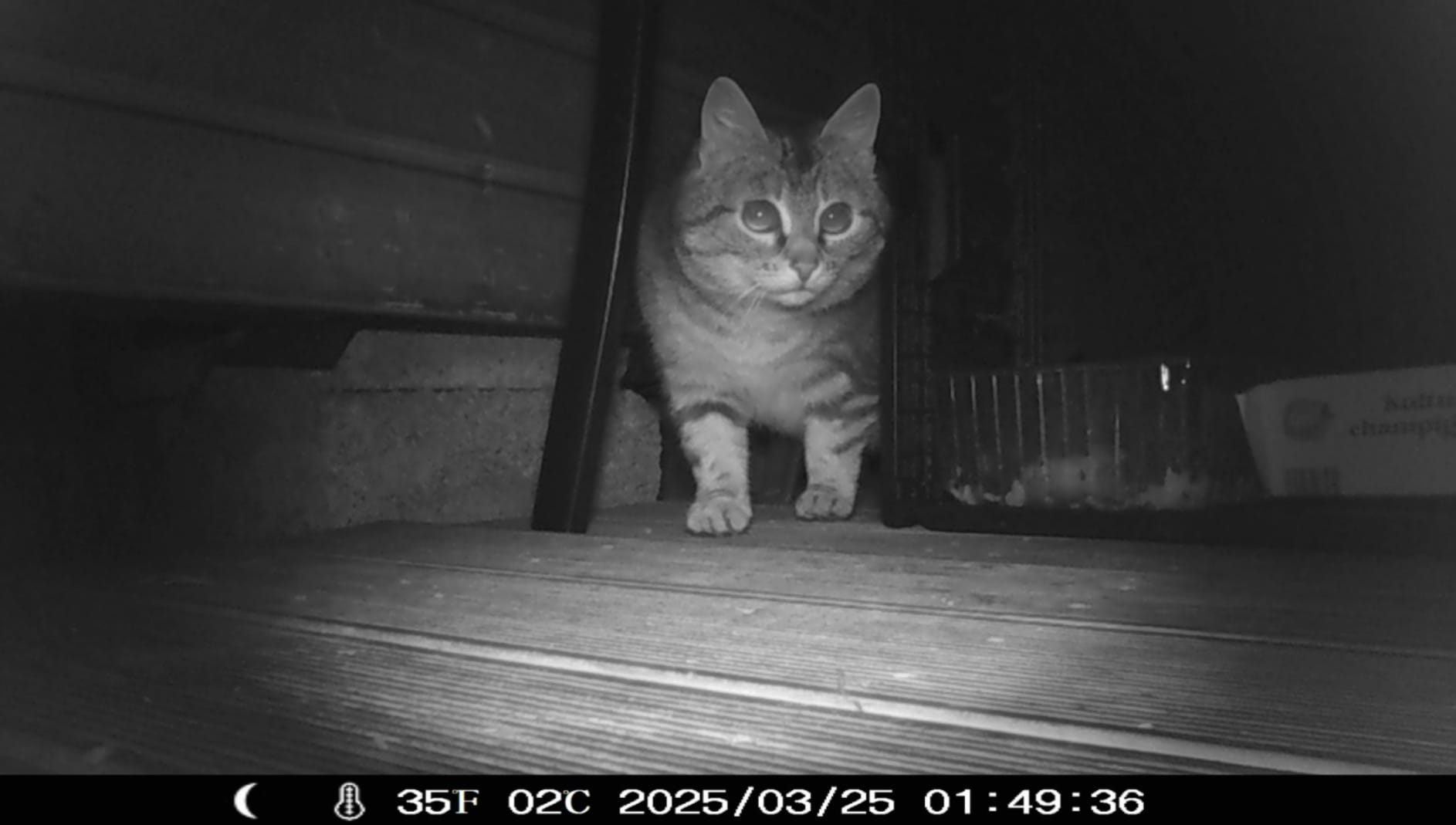 Auch Katzen brauchen Hilfe