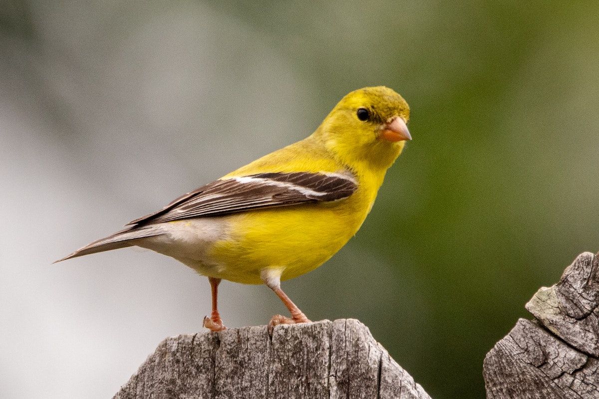 The canary in a coal mine