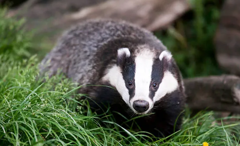 The Daily Dose of the Badger Queen!