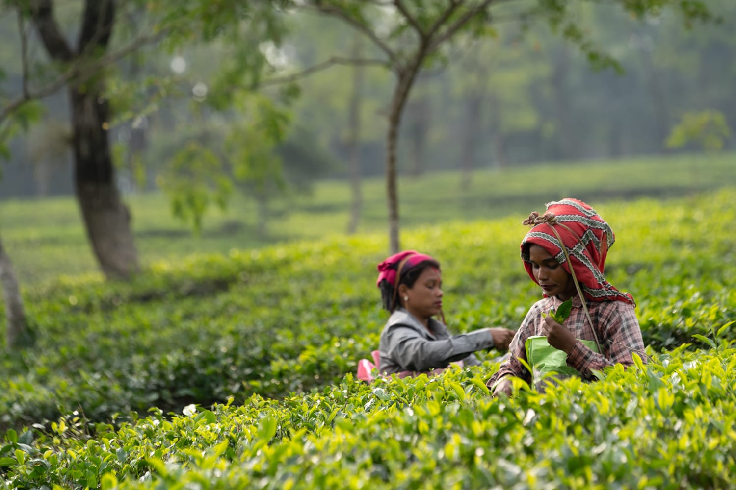 tea plucking