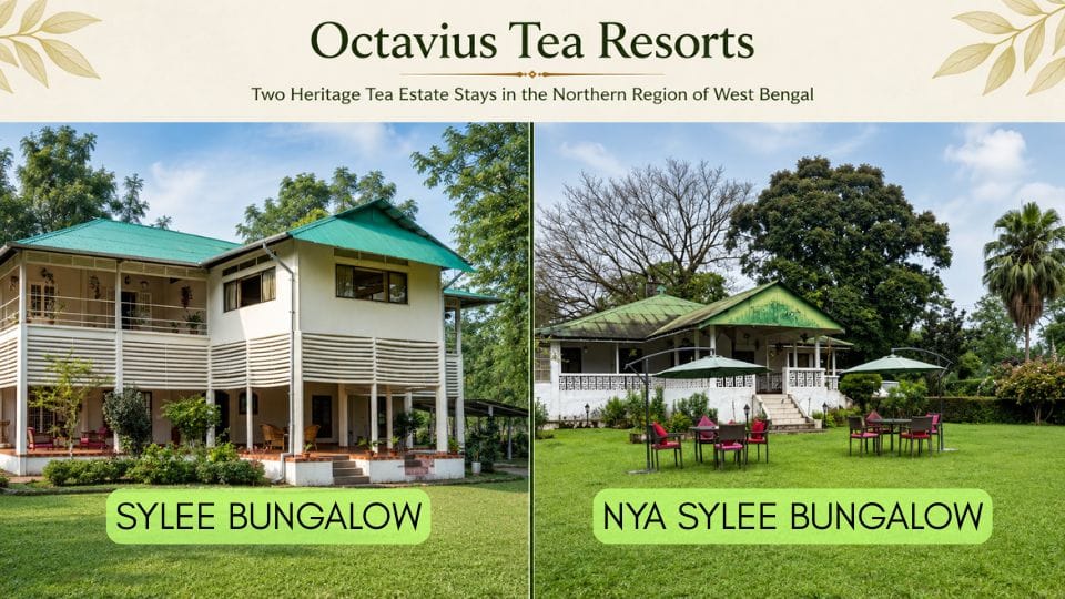Heritage Tea Estate in Dooars: Experience Tea Garden Stays with Octavius Tea Resorts