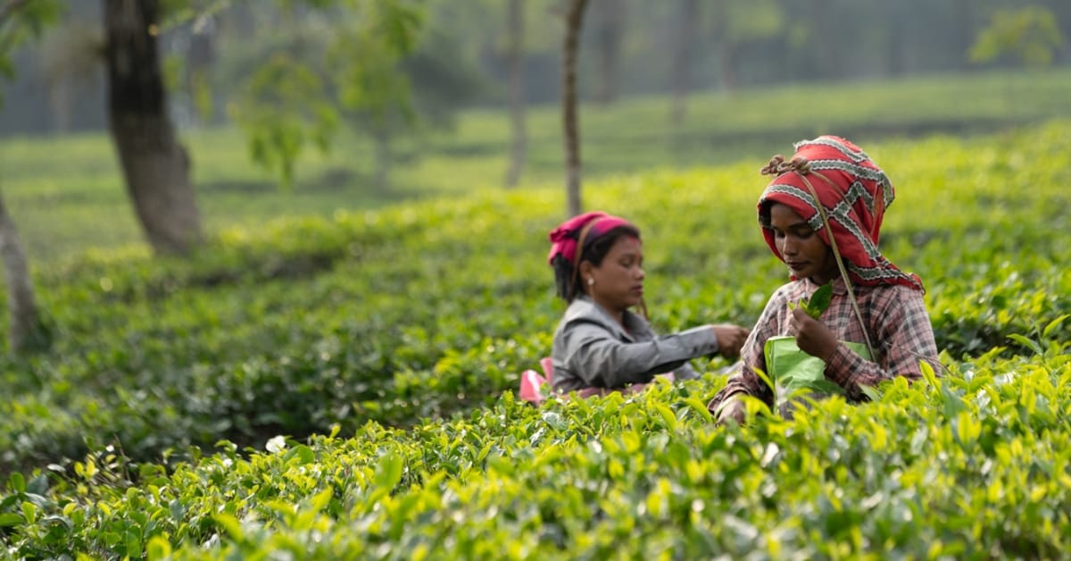 tea garden