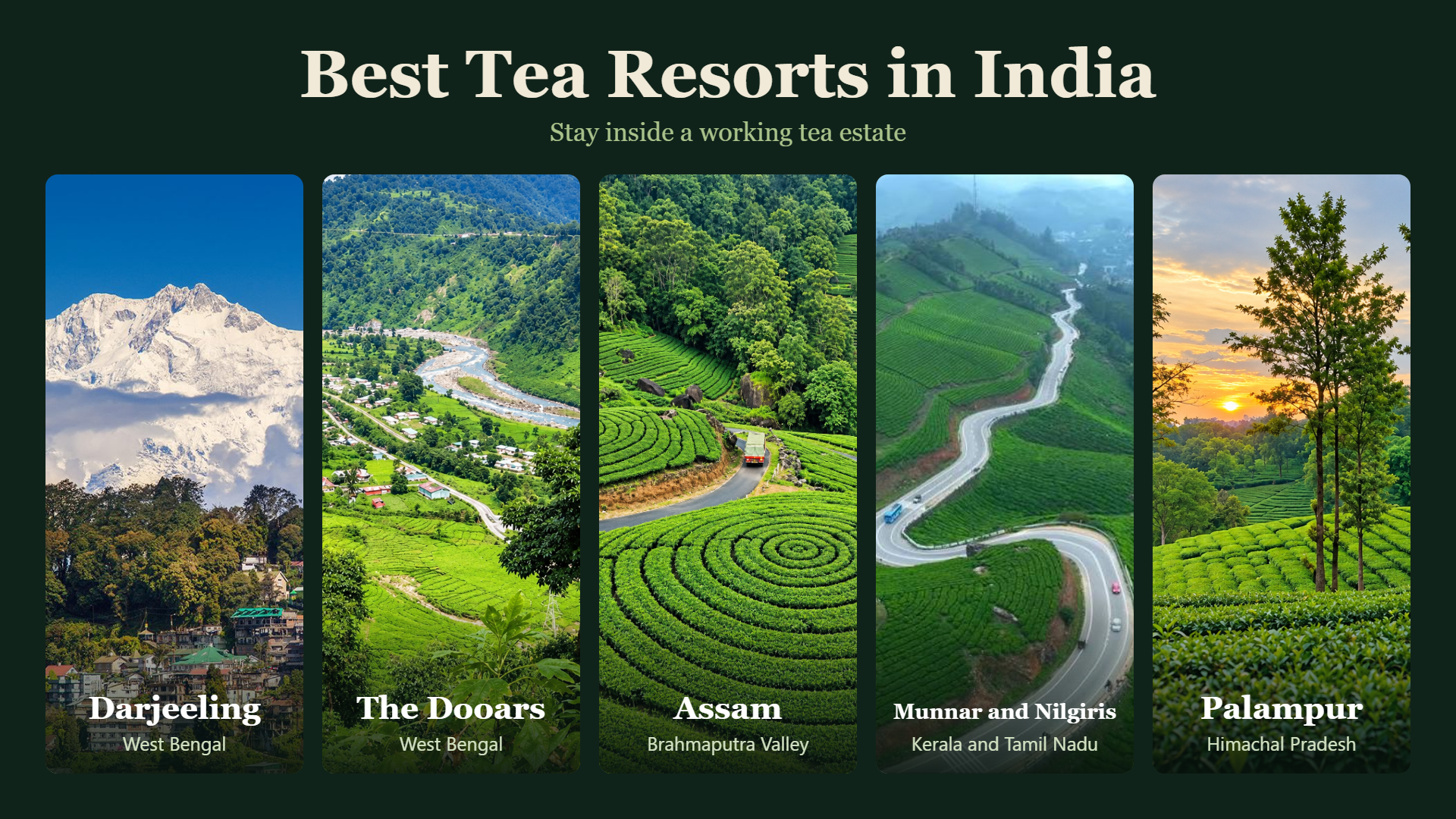 Best Tea Resorts in India: Top Tea Estate Stays to Visit