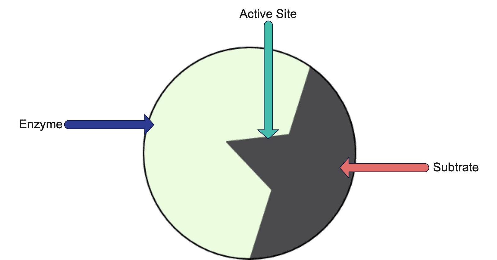 Enzymes • Biology Science GCSE Revision Notes & Quiz GCSE.CO.UK
