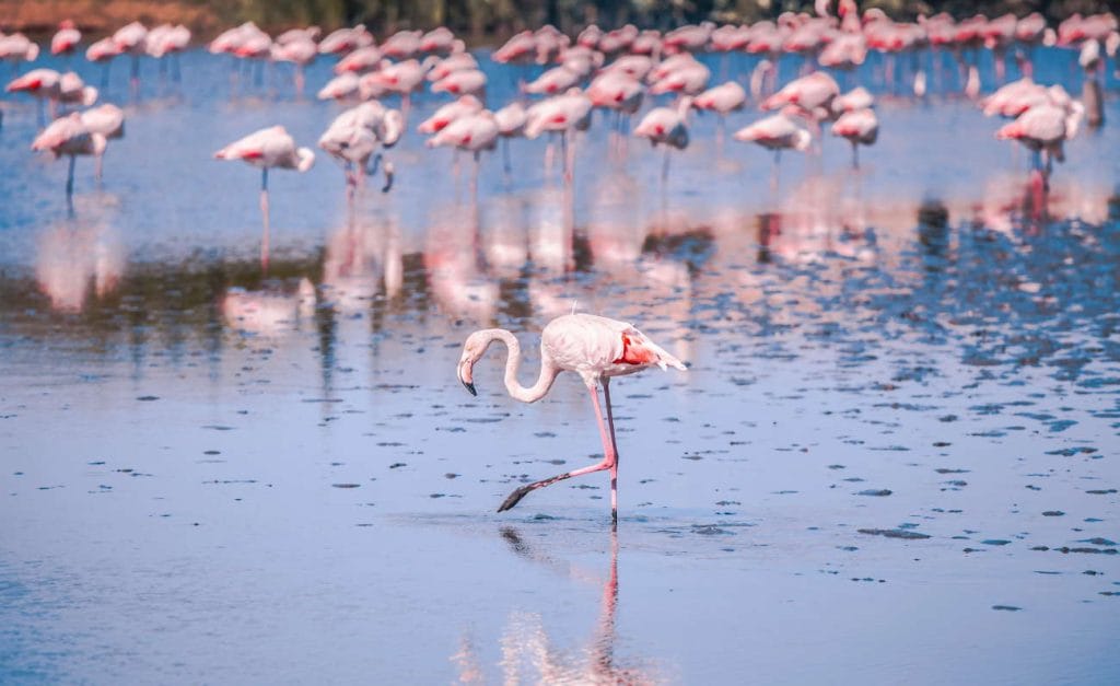 There Are Thousands of Pink Flamingos Living in the Middle of Cagliari — and You Can Walk Right In