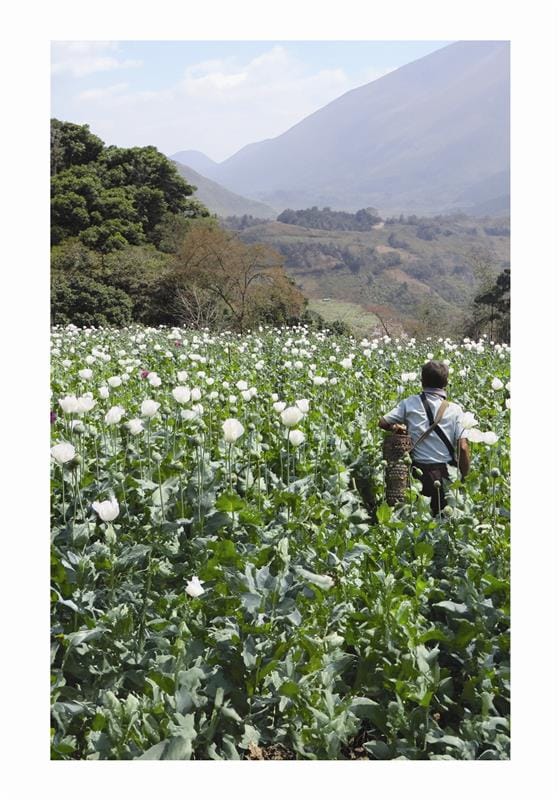 Narco Economies in the Mekong in the Chinese Shadow