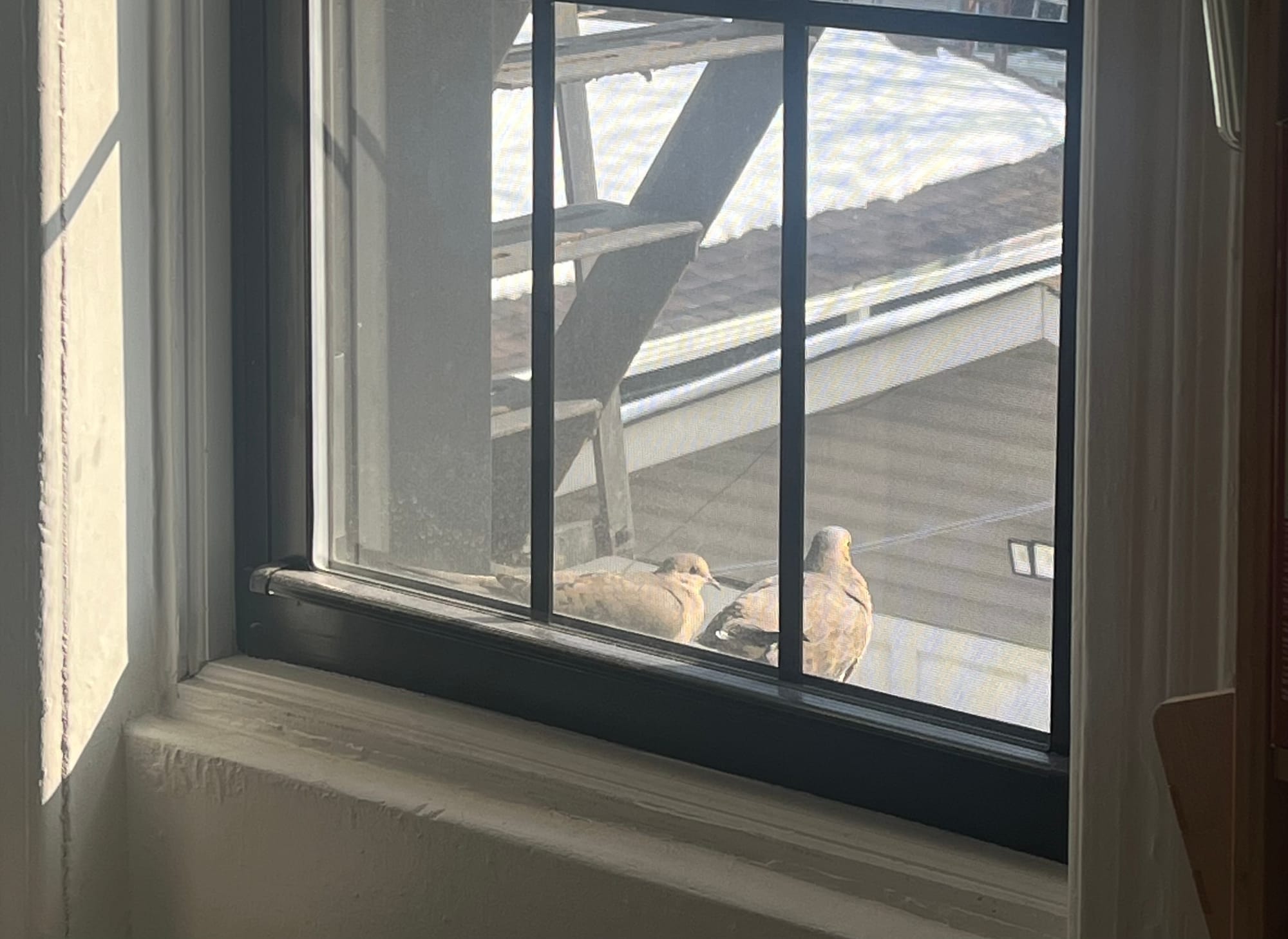 Two mourning doves sit next to each other on a window sill