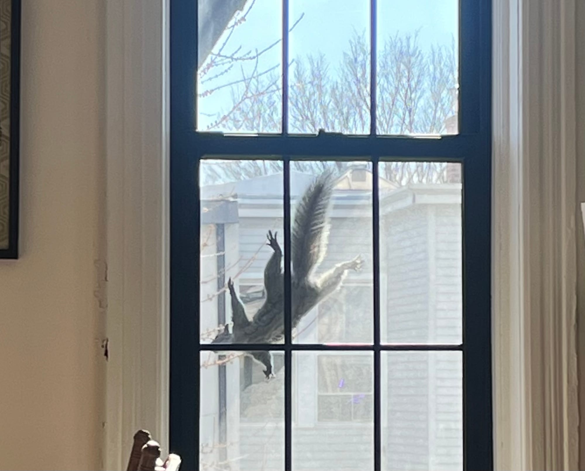 An upside down squirrel climbing on the fly screen of an apartment window
