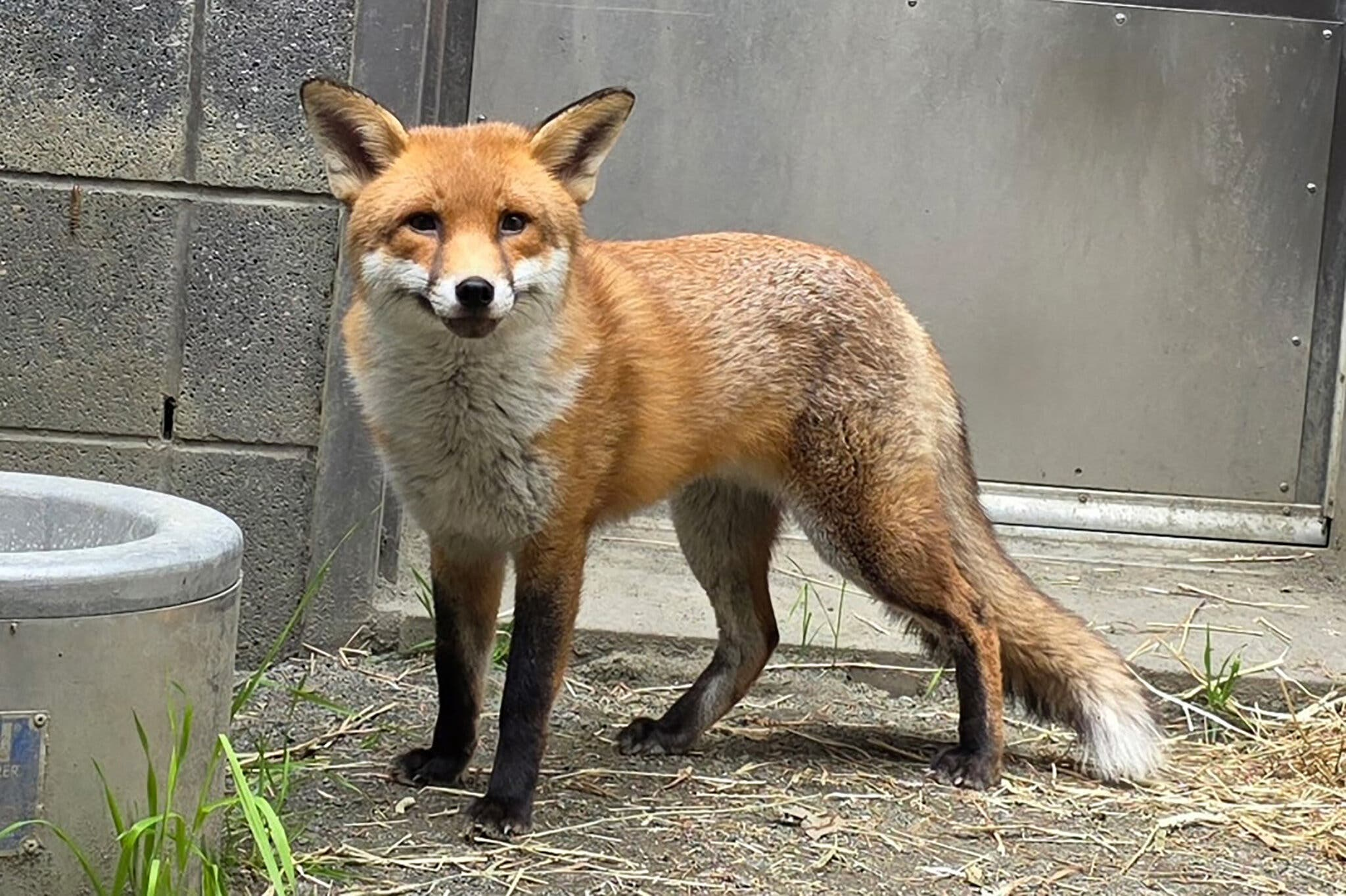 Image of Basil the fox in a zoo enclosure. He looks happy and fluffy