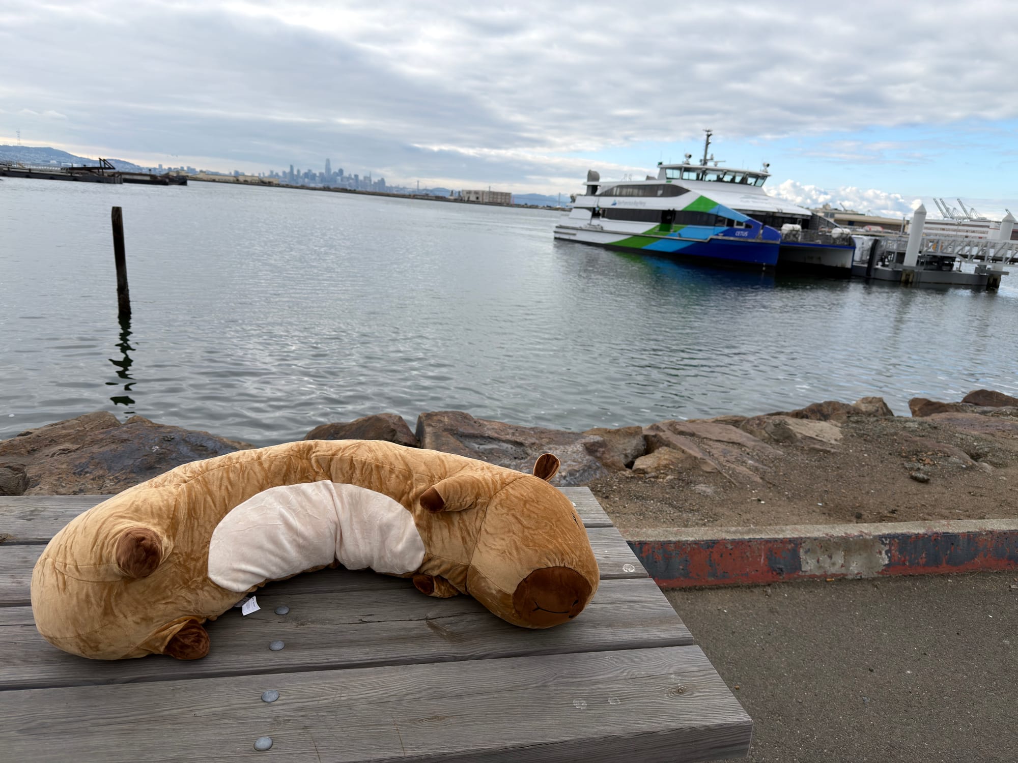 Codybara By the Bay