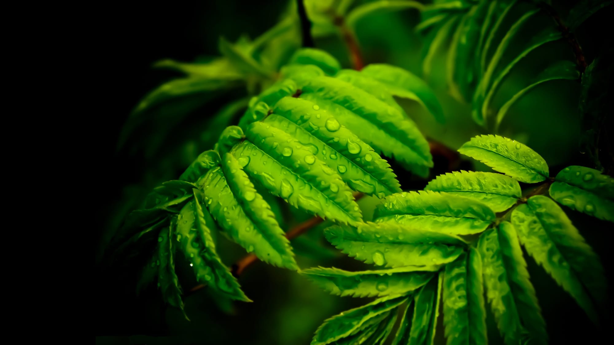 green leaves in jungle