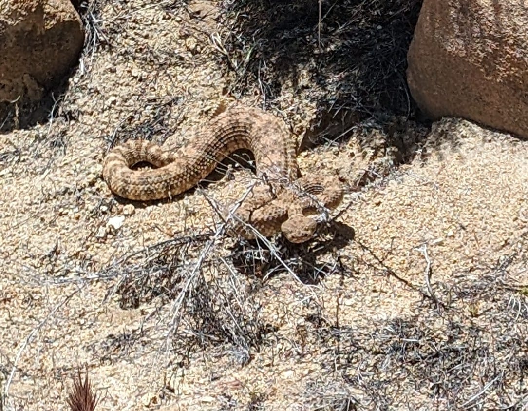 How to get killed in the desert