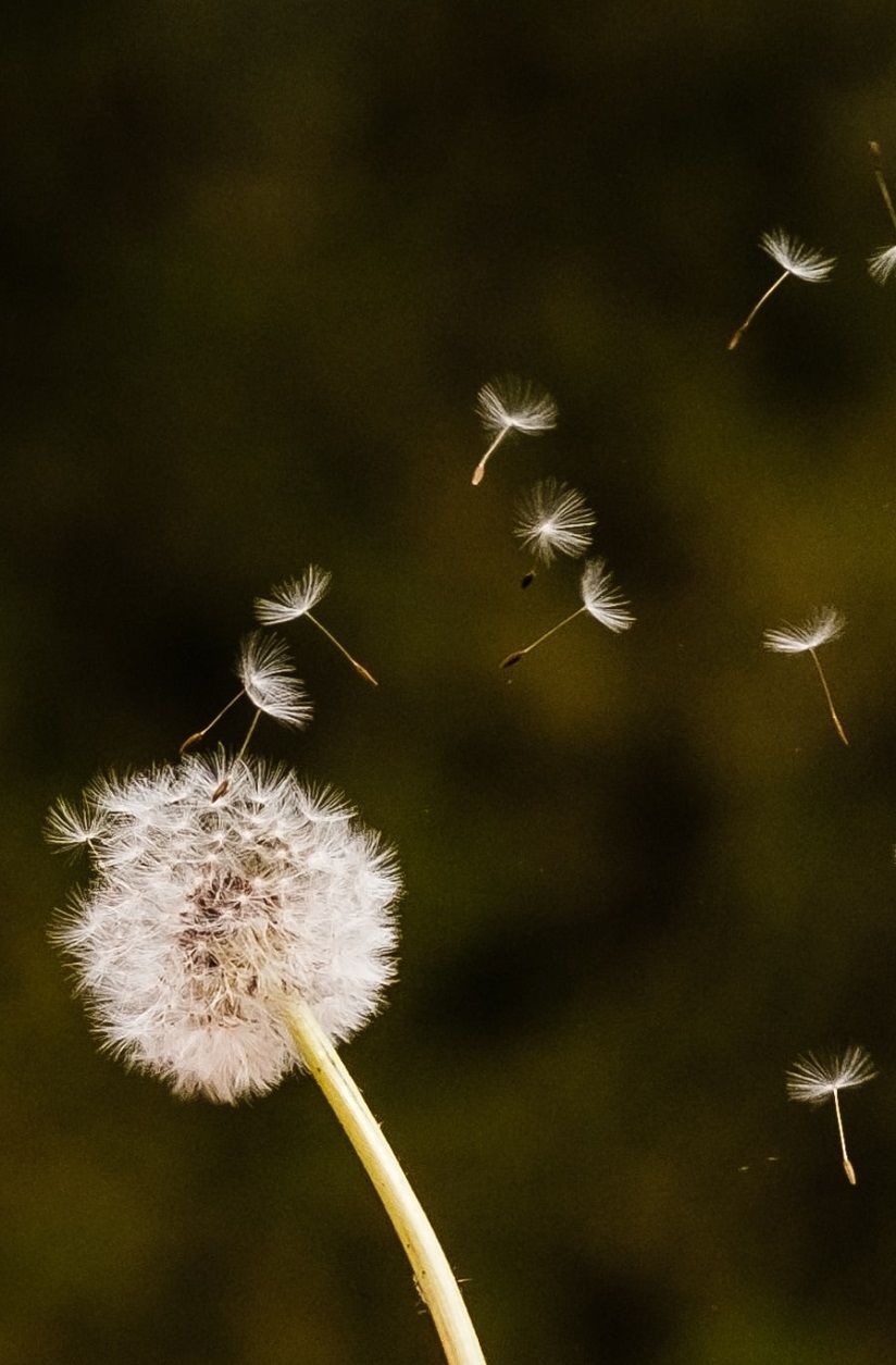 Trinkets of Wind, Sky and Elemental Air for 5e