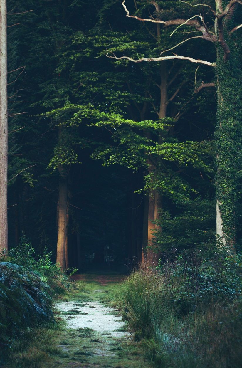 Trinkets of Forest and Fey