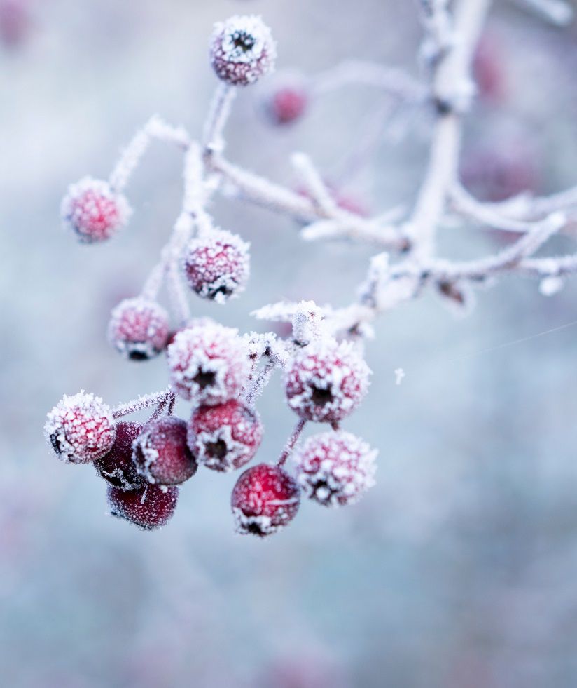 Trinkets of Winter and Icewind Dale