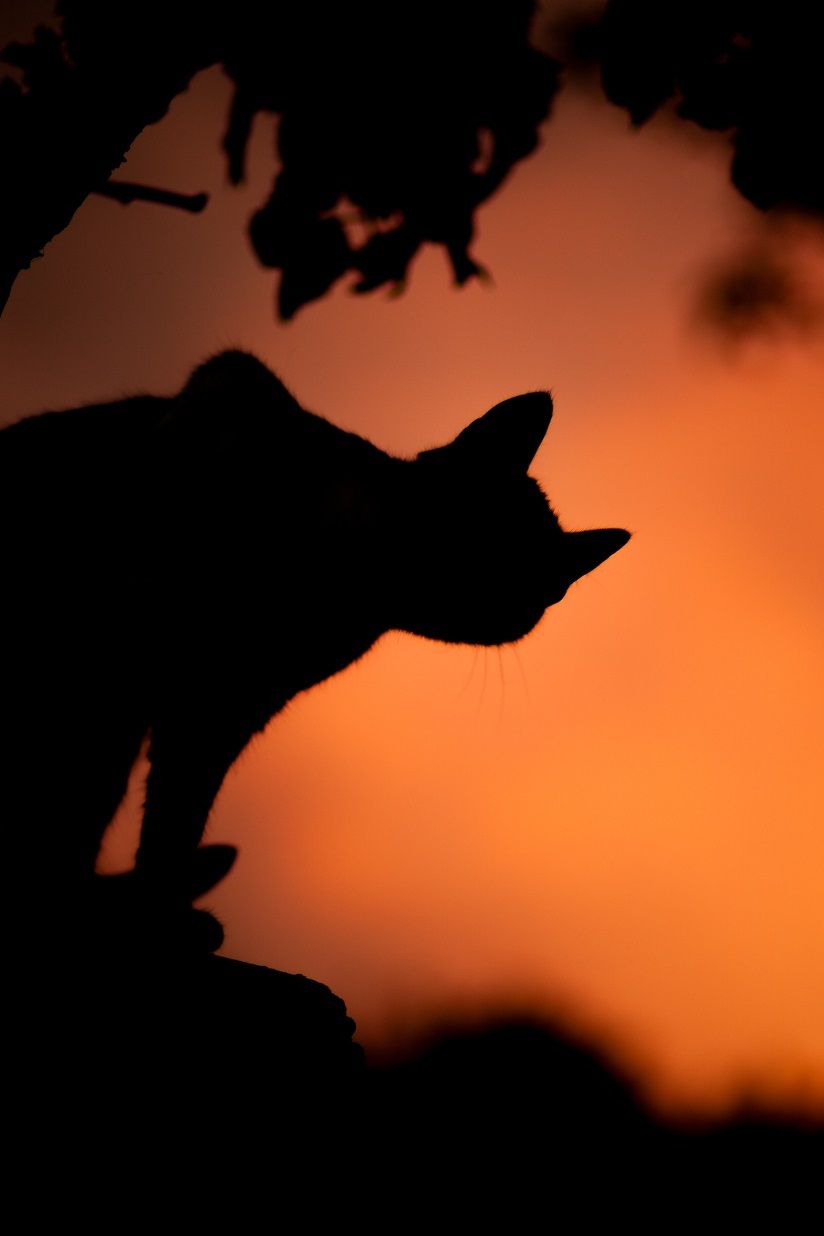 Spooky One-Shots for DnD. Events and Interruptions