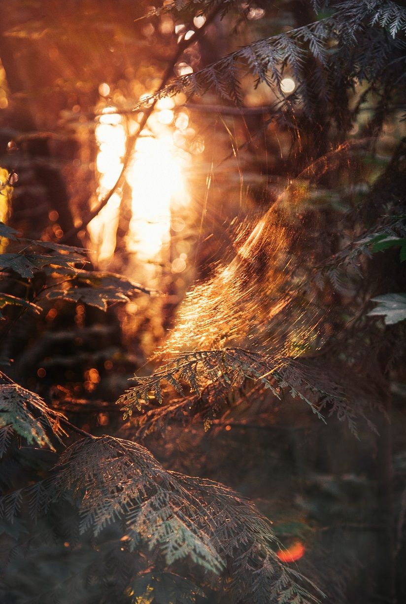 100 Fantasy Wilderness Trinkets